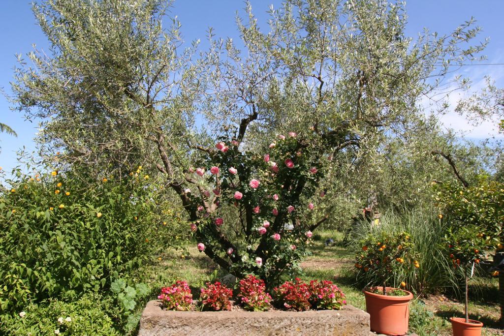 Hotel Agriturismo Le Caselle Viterbo Exterior foto